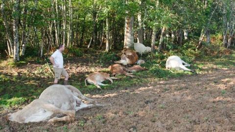 Un éleveur de Dordogne a perdu dix bovins frappés par la foudre sous un chêne. © Cyril Malartigue